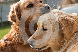 Love between dogs