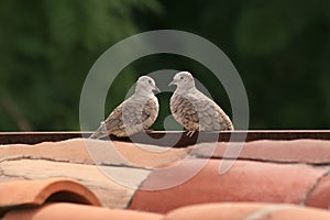 Love Doves