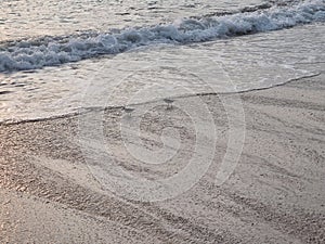 Love dovey bird playing at the beach