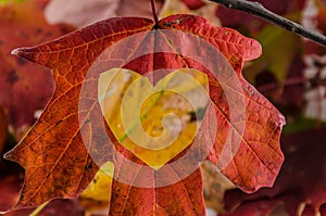 Love Fall with a heart cut into the leaf