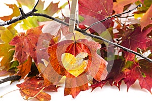 Love Fall with a heart cut into the leaf