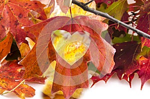 Love Fall with a heart cut into the leaf