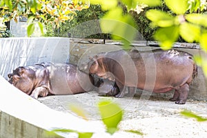 Love in a family of hippos