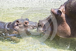 Love in a family of hippos