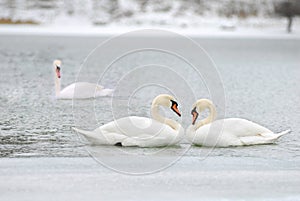 Love and fidelity of the swans