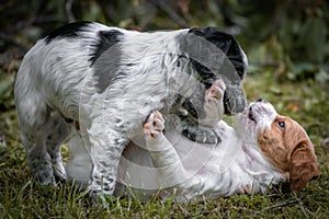 Love at first sight - couple of happy baby dogs brittany spaniel playing around, smelling each other and cuddling