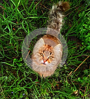 Big beautiful cat walks in the garden