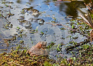 Love of frogs in pond in spring