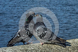 Love game of a pair of pigeons