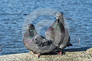 Love game of a pair of pigeons