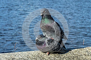 Love game of a pair of pigeons