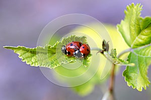 Love games of the ladybugs couple