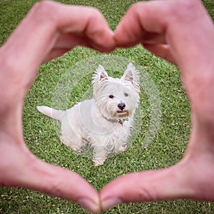 Love of a good dog: hands making heart shape around cute west hi