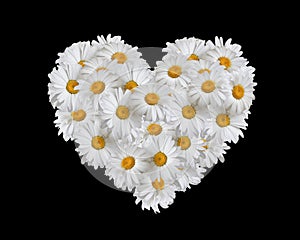 Love, heart of daisies