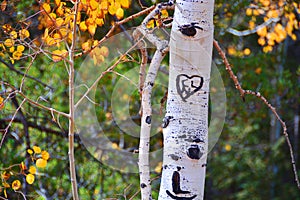 Love heart and initials on a tree