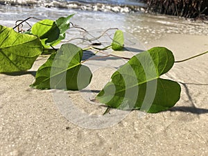 love and heart shaped leaves of the railroad vine & x28;pearl vine& x29; I