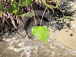 love and heart shaped leaves of the railroad vine (pearl vine) I