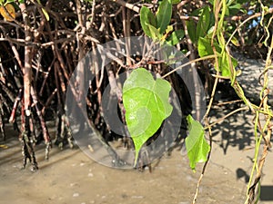 love and heart shaped leaves of the railroad vine (pearl vine) I