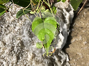 love and heart shaped leaves of the railroad vine (pearl vine) I