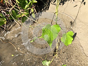 love and heart shaped leaves of the railroad vine (pearl vine) I