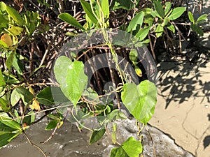 love and heart shaped leaves of the railroad vine (pearl vine) I