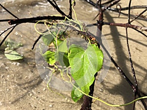love and heart shaped leaves of the railroad vine (pearl vine) I