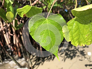 love and heart shaped leaves of the railroad vine (pearl vine) I