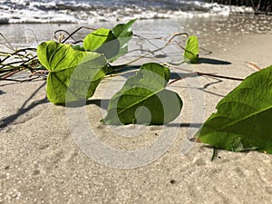 love and heart shaped leaves of the railroad vine (pearl vine) I