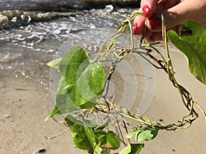 love and heart shaped leaves of the railroad vine (pearl vine) I