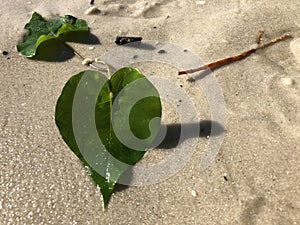 love and heart shaped leaves of the railroad vine (pearl vine) I