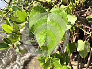 love and heart shaped leaves of the railroad vine & x28;pearl vine& x29; I