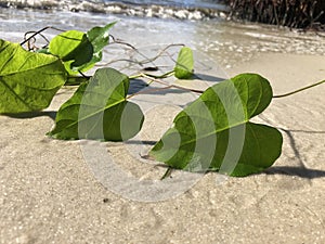 love and heart shaped leaves of the railroad vine & x28;pearl vine& x29; I photo
