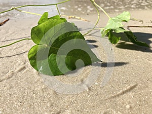 love and heart shaped leaves of the railroad vine & x28;pearl vine& x29; I photo