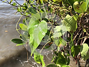 love and heart shaped leaves of the railroad vine & x28;pearl vine& x29; I photo