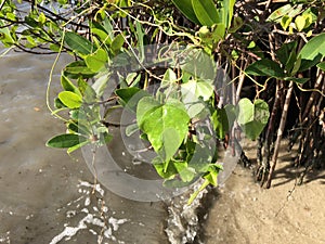 love and heart shaped leaves of the railroad vine & x28;pearl vine& x29; I photo
