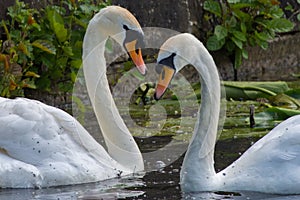 Love Heart Swans