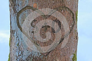 Love heart in tree trunk
