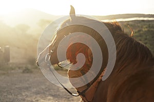 Love horse animal pet therapy red hair young pretty woman hug with affection her best friend - sunset sunlight in backlight -