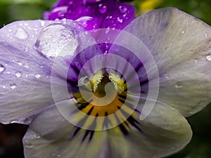 A Love In Idleness in the rain