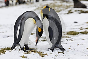 An in love King Penguin couple exchanges tenderness on Fortuna Bay, South Georgia, Antarctica