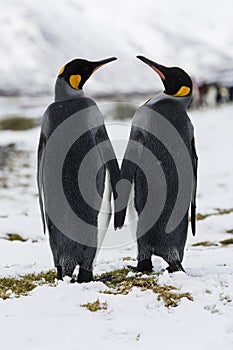 An in love King Penguin couple exchanges tenderness on Fortuna Bay, South Georgia, Antarctica