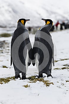 An in love King Penguin couple exchanges tenderness on Fortuna Bay, South Georgia, Antarctica