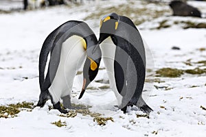 An in love King Penguin couple exchanges tenderness on Fortuna Bay, South Georgia, Antarctica