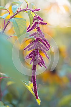 Love lies bleeding, or Amaranthus caudatus, close-up in the home garden, beautiful soft floral background. Reddish-purple velvety