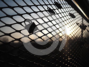 Love locks padlocks on bridge fence during sunset warm color