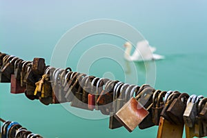 Love locks and a trumpeter swan in Balaton