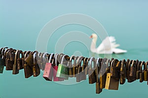 Love locks and a trumpeter swan in Balaton