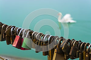 Love locks and a trumpeter swan in Balaton