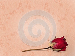 Love lost faded rose background photo