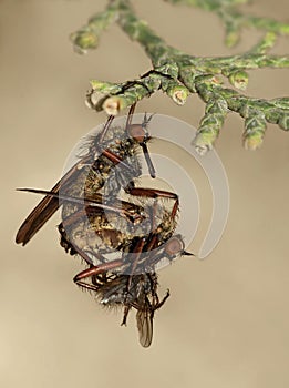 Love by love, but dinner on-schedule